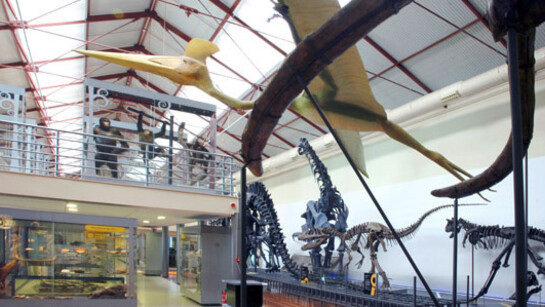 Minerales, Fósiles y Evolución Humana. Courtesy of Museo Nacional de Ciencias Naturales