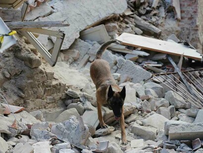 Cani tra le macerie alla ricerca di superstiti