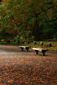 Benches in the park and leaves on the ground