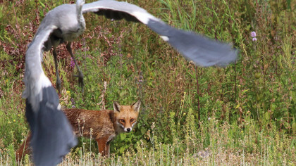 Red Fox © Gehan de Silva Wijeyeratne