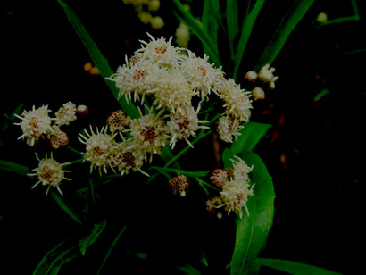 Baccharis salicifolia