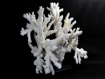 It is possible to find 700 species of corals