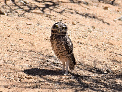 Pequén, ave que habita el Valle de Elqui, Chile
