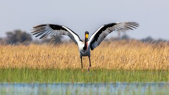 Cicogna nota come Becco a sella africano, Okavango Delta, Botswana