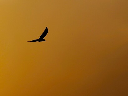 «Y desplegó las alas hacia el cielo,/ y poco a poco fue ganando altura;/ y los demás quedaron en el suelo,/ guardando la cordura»