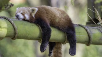 Le persone pigre sperano di essere lasciate in pace