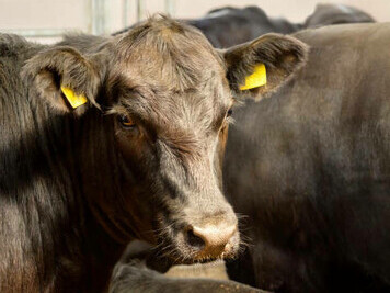 Reducing methane emissions in agriculture: a black cow in a barn, showcasing the environmental impact of livestock farming on carbon footprints