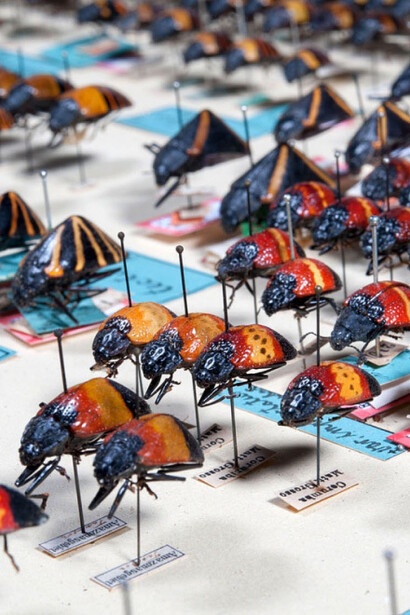 Käfer und Fächerflügler. Courtesy of Museum für Naturkunde