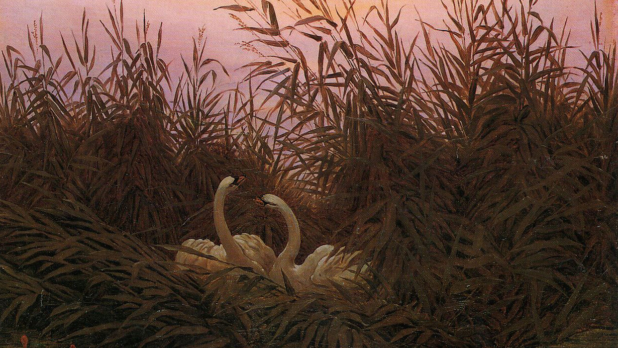 "Cisnes en los juncos al amanecer", Caspar David Friedrich, 1832