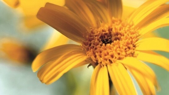 Arnica