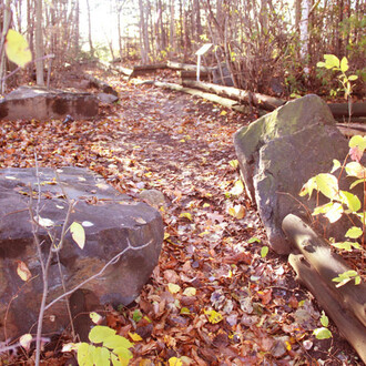 The Northern Forest. Courtesy of Science Nord 
