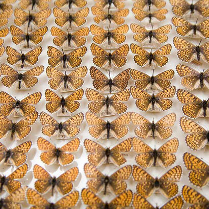 The Natural History Museum. Courtesy of Vapriikki