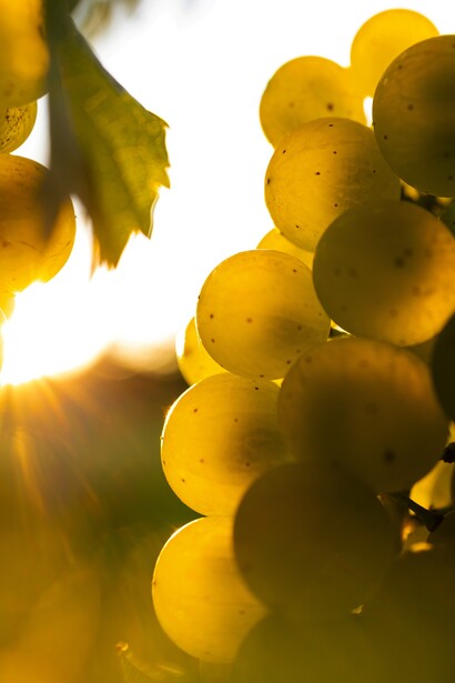 Riesling. Sebbene non autoctono, trova in Friuli un’espressione fine e tesa, giocata su acidità e note minerali di grande precisione