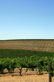 Vineyard in Barossa Valley, South Australia