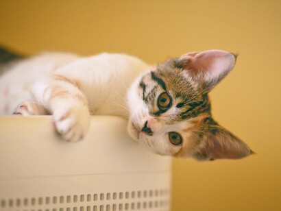 Gatito descansando. Distintas mitologías consideran sagrado al gato