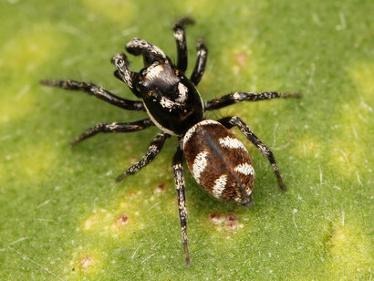 Kaldari salticus