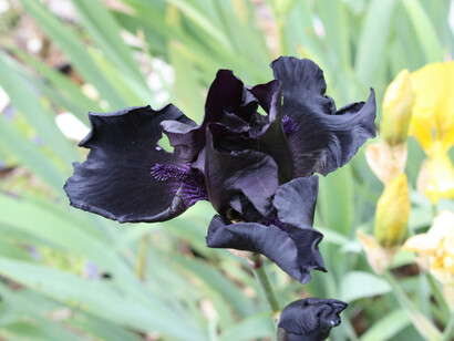 Black iris © lokisbong