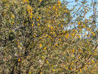 El mestizaje es la tensión irresuelta de distintos cruces de caminos. En Sor Juana aparecen los territorios de España y la Nueva España. Y la fe indígena junto con la fe católica. Ser pensadora y ser mujer en la Colonia. Boulia oeste de Queensland, Australia