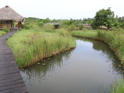 Diyasaru Wetland in a densely populated urban area provides intimate access to a wetland ©  Gehan de Silva Wijeyeratne 