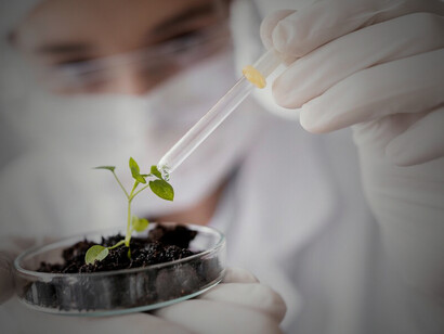 Gmo farming techniques illustrated by a scientist modifying a tomato using a syringe to improve crop production
