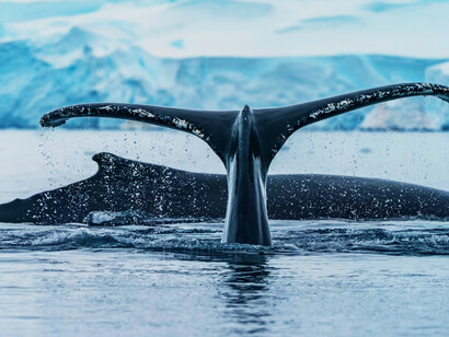 A black whale gliding through the water under the daylight