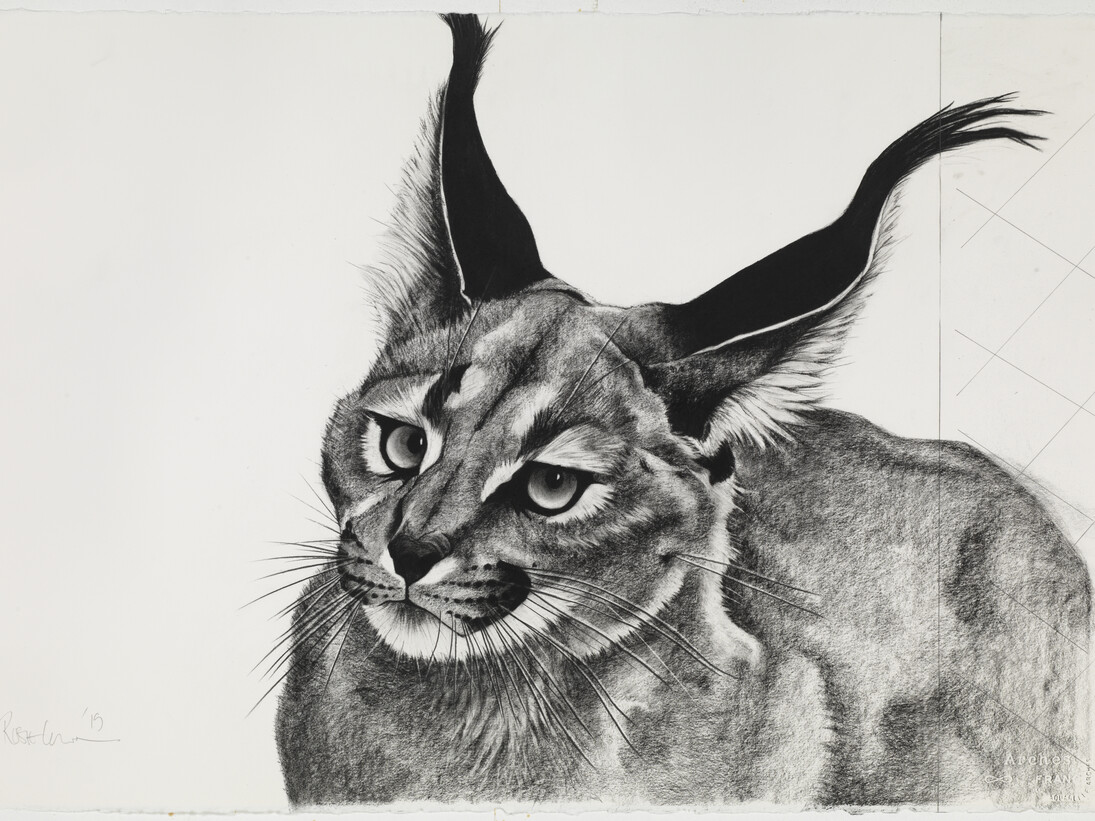 Caracal Wild Boy, charcoal on paper, 64 x87cm 