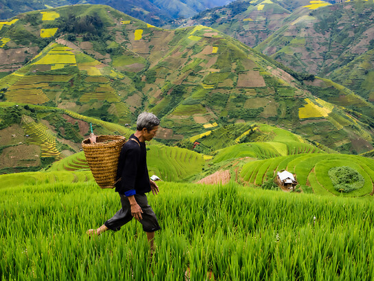 An elderly farmer carries a woven basket on his shoulder as he walks through the rice fields of Bali, Indonesia