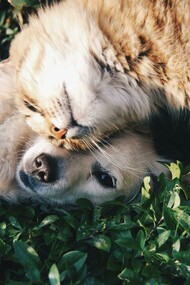 Apesar das diferenças, Amora tenta brincar com Atum e Choco, os gatos da casa