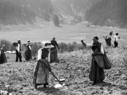 Donne nelle campagne all'inizio del Novecento