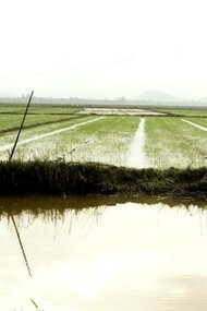 Vietnam. Campo de arroz. Foto: Sabrina Guitart 