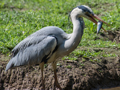 Airone cinerino