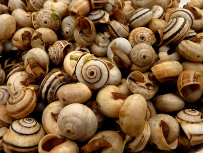 Foto de caracóis à venda no mercado de peixes e vegetais. Este petisco é vendido essencialmente na época de verão, servido quente em pires com um pouco do caldo da cozedura. Acompanha preferencialmente com imperial