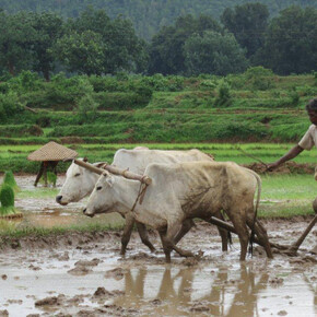 Ploughing the Fields