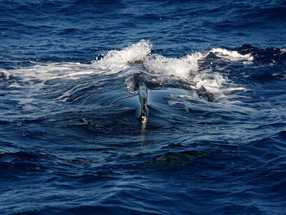 Barcaza que transportaba migrantes tras zozobrar