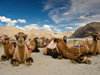 Bactarian Camels in Nubra Valley