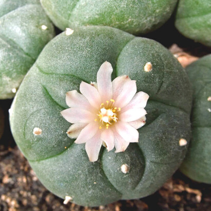 Peyote, especie conocida por los efectos de sus alcaloides feniletilamínicos, entre ellos la mescalina