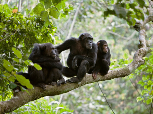 It is not always easy to understand the changes in chimpanzees social situations