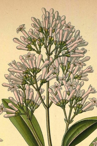 En Costa Rica crece de forma natural la especie Cinchona pubescens, cuyo contenido de quinina resultó ser comercialmente bajo