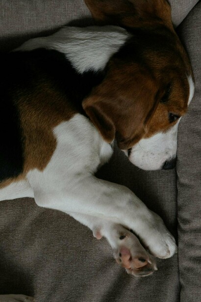 Los animales son muy sensibles a la energía y saben cuándo es suficiente