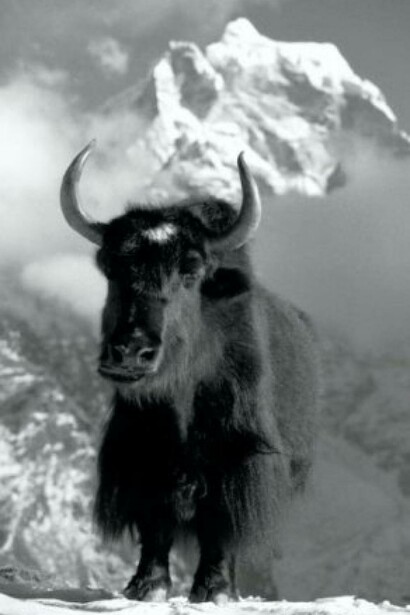 Yak, Ang's Hmalayan Adventures