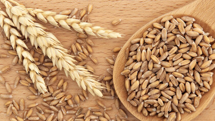Chicchi e spighe di farro
