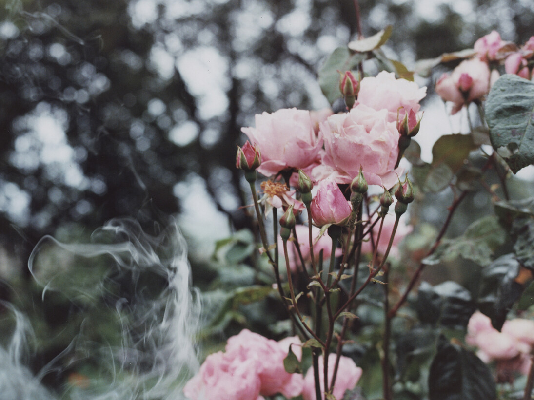 Samuel Laurence Cunnane, Roses, 2014, Hand-printed C-type print on archival photo paper, framed, 16.7 x 25.5 cm / 10 x 6.6 in, Image courtesy Kerlin Gallery