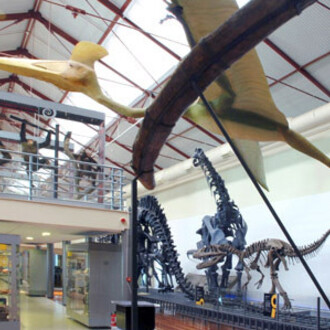 Minerales, Fósiles y Evolución Humana. Courtesy of Museo Nacional de Ciencias Naturales