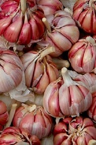 Aglio comune - Allium sativum