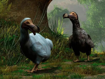 Imagem computadorizada do pássaro extinto Dodô. Mesmo que humanos tenham uma capacidade de raciocínio e adaptação maior do que os demais animais eles não estão imunes ao impacto da mudança