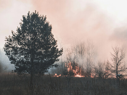 Queimadas afetam o Brasil, espalhando fumaça e cinzas. A natureza resiste, mas as cenas de destruição clamam por ações para salvar a flora e fauna brasileiras