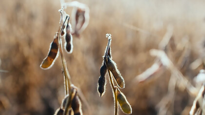 Soy beans in a field that are ready for harvest