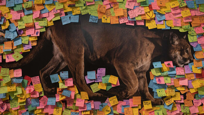 Memorial para el puma P-22 sobre una reproducción de la fotografía de Steve Winter que lo hizo famoso
