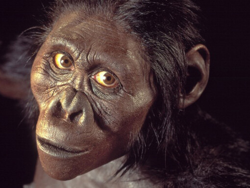 Una donna della famiglia delle Australopitecine