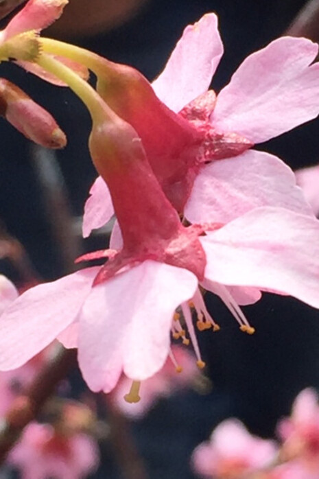 Prunus 'Okame'